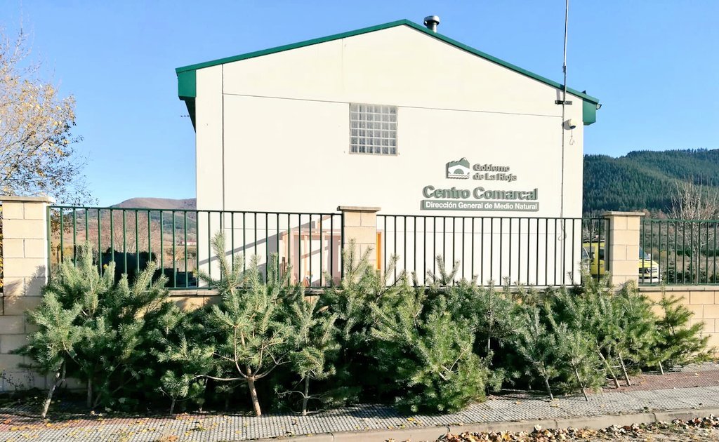 Doble uso para los pinos del Alto Oja: prevención y árboles de Navidad