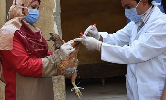 La gripe aviar se extiende por 108 países de los cinco continentes