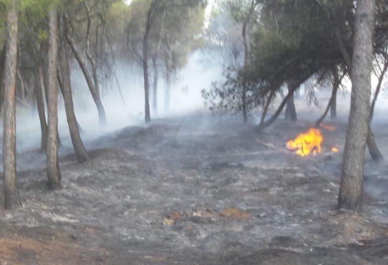 Un incendio afecta a 2.000 m² de pinar en Alcanadre