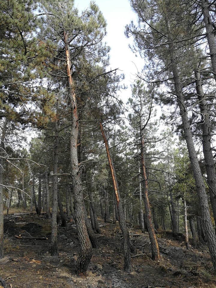 Un rayo causa un incendio en un pinar de Pico Gatún, en Villarroya