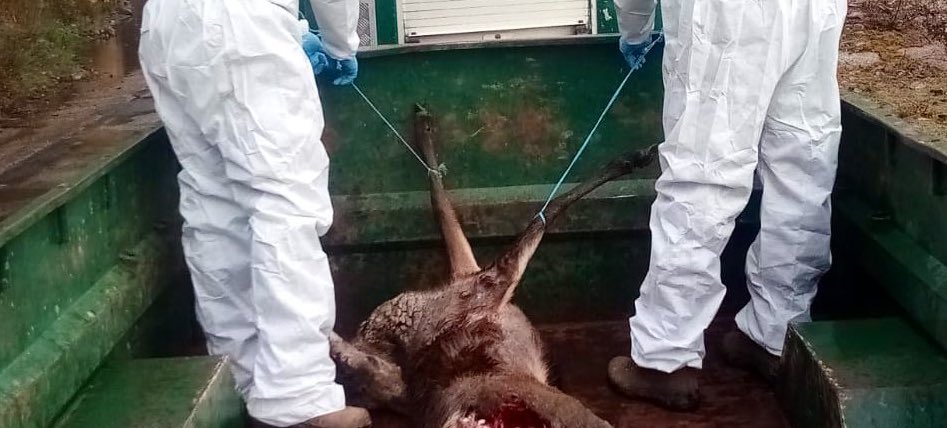 Los Bomberos Forestales riojanos retiran varios cadáveres de animales con sarna