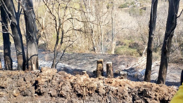 El fuego calcina en Cervera diez hectáreas de terreno