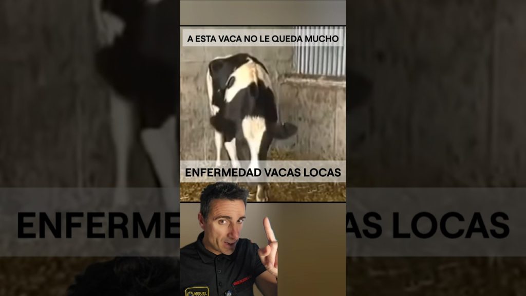 A esta vaca no le queda mucho.#supervivencia #curiosidades #sabiasque