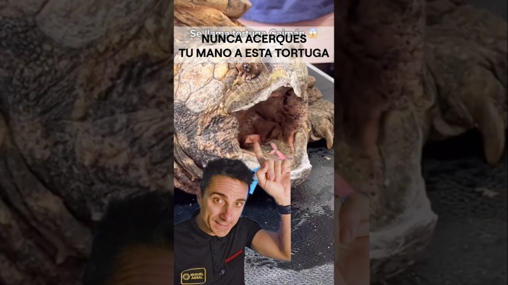 Nunca acerques tu mano a esta tortuga.#supervivencia #curiosidades #sabiasque