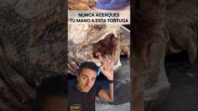 Nunca acerques tu mano a esta tortuga.#supervivencia #curiosidades #sabiasque