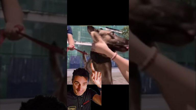 Lo hizo todo mal.#supervivencia #sabiasque #curiosidades