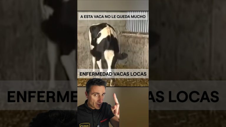 A esta vaca no le queda mucho.#supervivencia #curiosidades #sabiasque