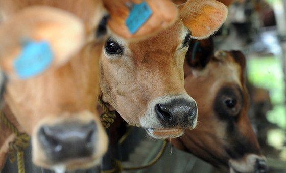 Sudamérica, muy cerca de erradicar la fiebre aftosa