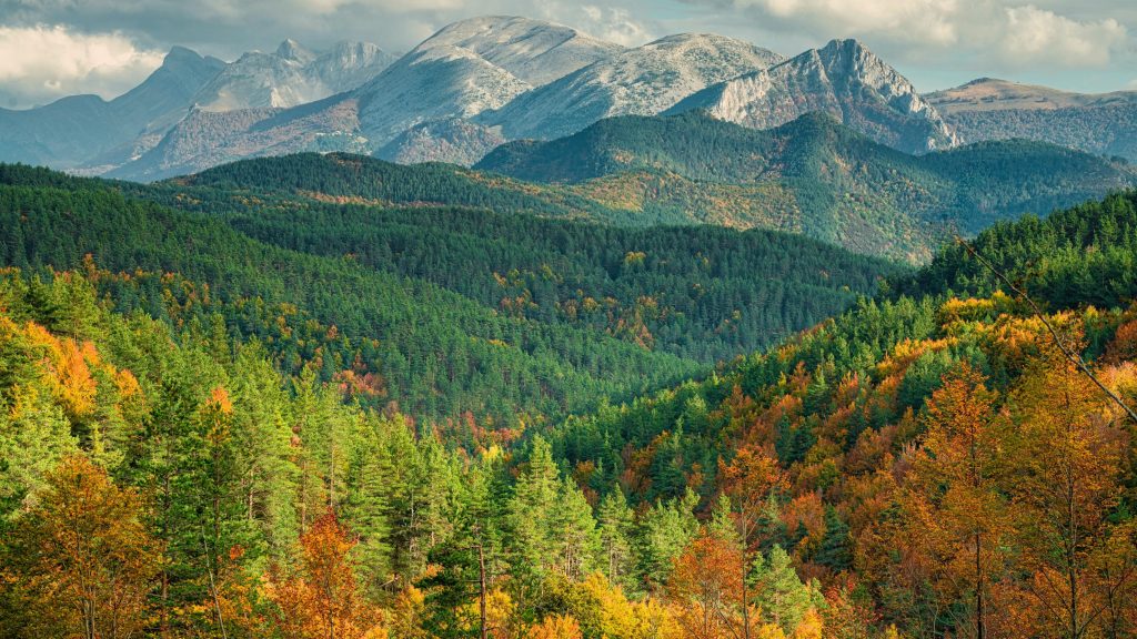 Los bosques europeos han perdido casi un tercio de su capacidad de absorber carbono en solo una década