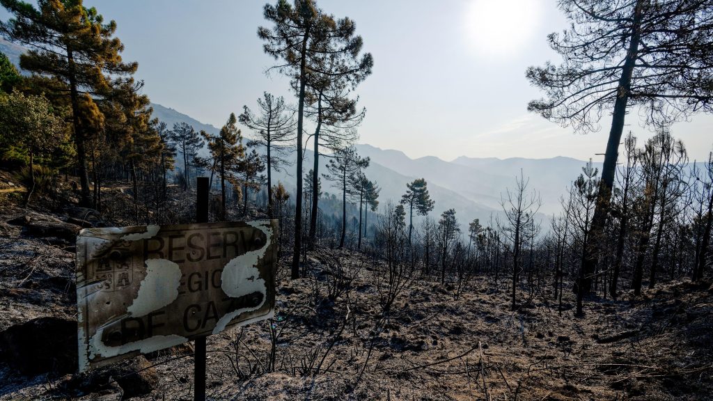 Microbiota forestal, la vida invisible bajo el suelo que el fuego arrasa