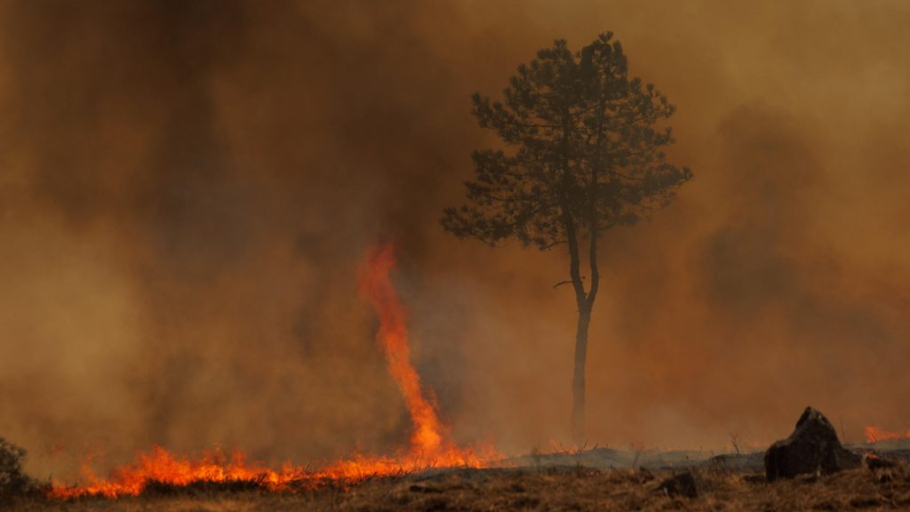 Las plantas pirófilas, especies de clima mediterráneo "acostumbradas al fuego" y pioneras en la reforestación