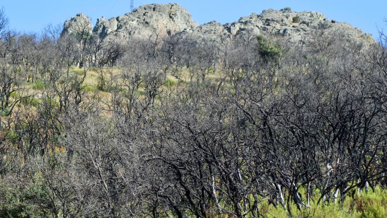 La lenta recuperación vegetal y social de la Sierra de la Culebra tres años después de los incendios