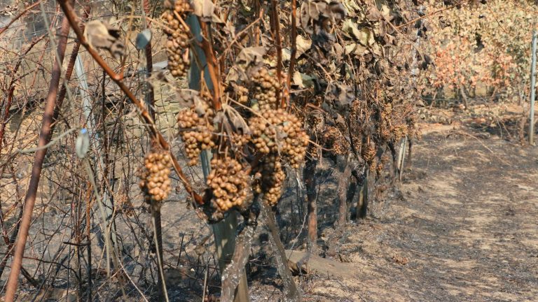 El año negro de la cosecha vinícola en Os Albaredos por el incendio de Larouco: "Lo peor es no saber qué vendrá"