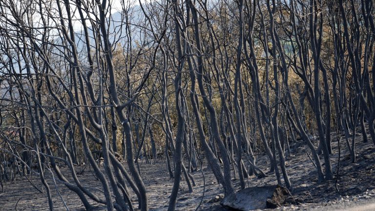 El Monte Abantos, ejemplo de regeneración natural y un meticuloso plan de repoblación tras el incendio de 1999