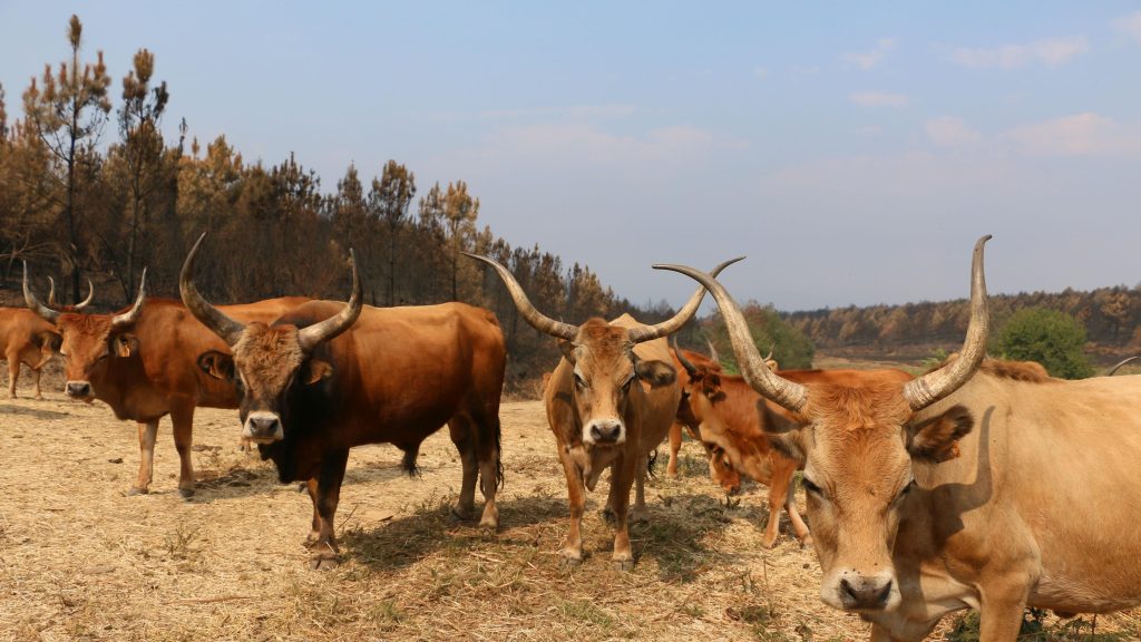 El fuego quema el sustento de la vida rural gallega: "Está el ganado esperando que le dé de comer"