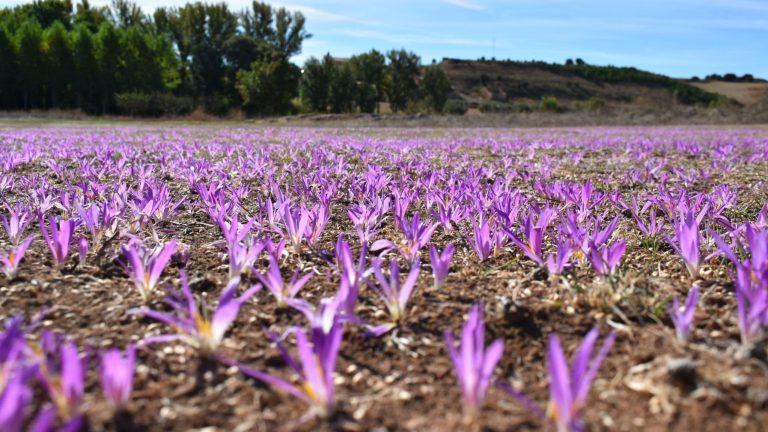Quitameriendas, las flores que renacen de las cenizas y transmiten esperanza en los bosques calcinados