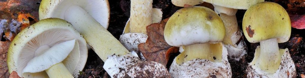 Setas no comercializables