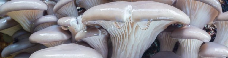 Setas frescas cultivadas comercializables