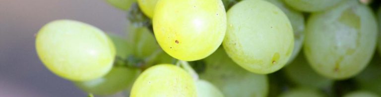 Defectos congénitos de glicosilación