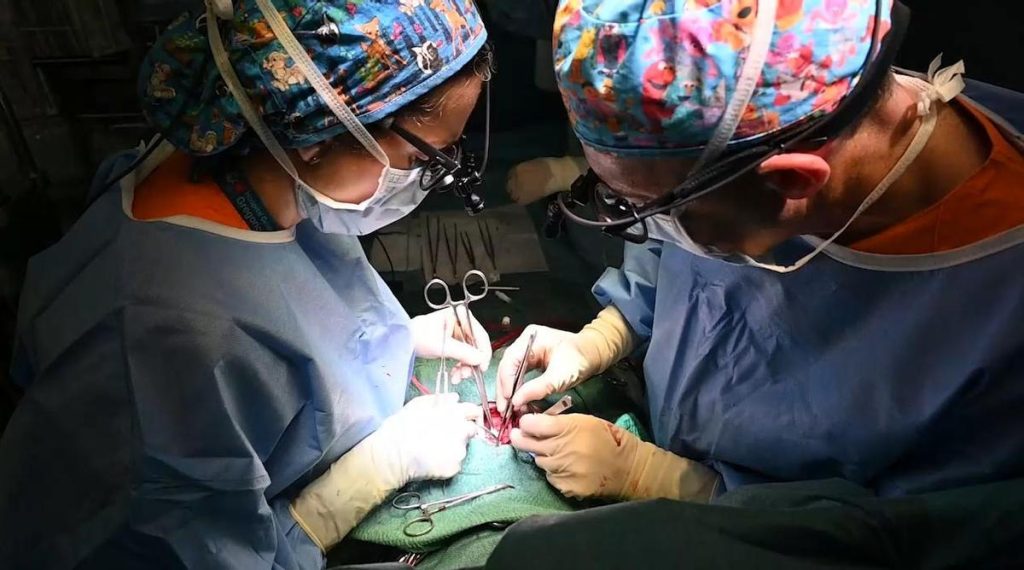 El Hospital Gregorio Marañón realiza el primer trasplante parcial de corazón en España a una bebé de 7 meses: "Es una enorme esperanza"