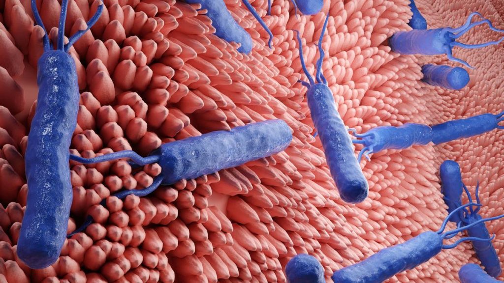 Un método predice la resistencia a antibióticos de 'Helicobacter pylori', la bacteria del estómago que afecta a la mitad de la población mundial