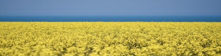 Síndrome del Aceite Tóxico