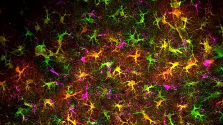 Así afecta el cannabis al cerebro de los adolescentes: un grupo reducido de células distintas de las neuronas media en la pérdida de memoria