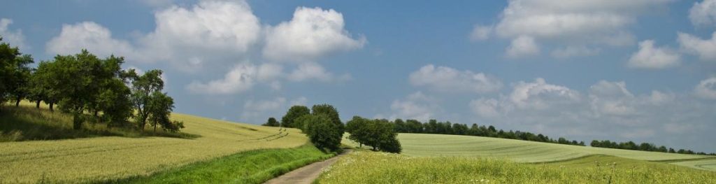 Encefalitis por garrapata