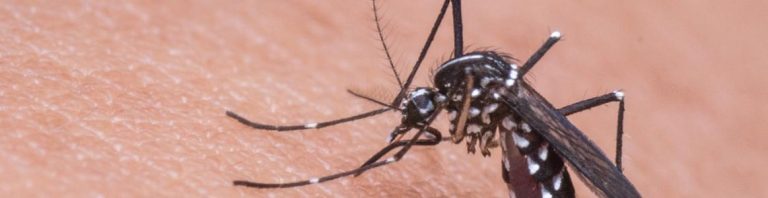 Encefalitis japonesa