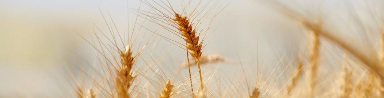 Cómo saber si un alimento contiene gluten