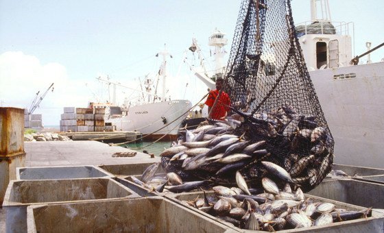 ¿El pescado que pagas es el que comes? El fraude que engaña al consumidor y pone en riesgo la salud