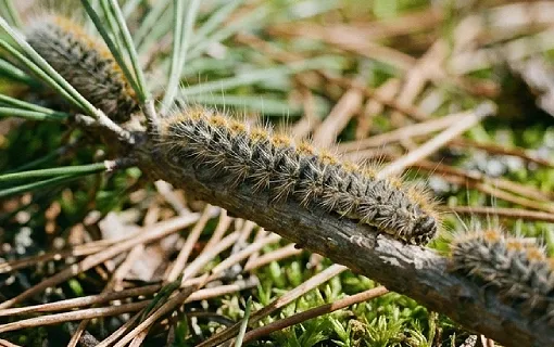 Procesionaria en Alicante: alerta veterinaria y peligro en perros
