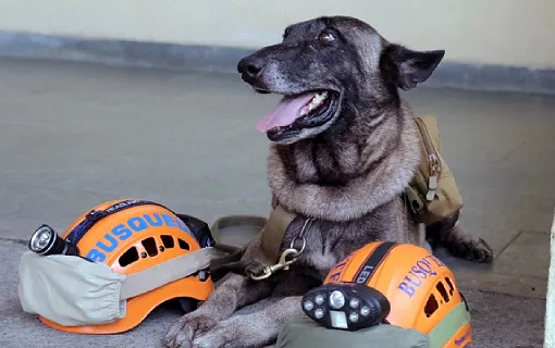 Defensa Civil da último adiós a Bruno, perro rescatista que salvó cientos de vidas