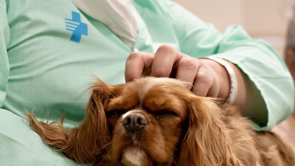 El Hospital de Bellvitge incorpora la terapia asistida con perros para tratar la salud mental