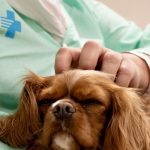 El Hospital de Bellvitge incorpora la terapia asistida con perros para tratar la salud mental